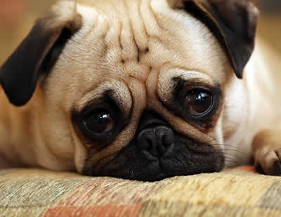 petrede pug triste Bichos também se emocionam