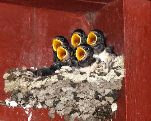 Resultado de imagem para filhotes de aves pedindo comida