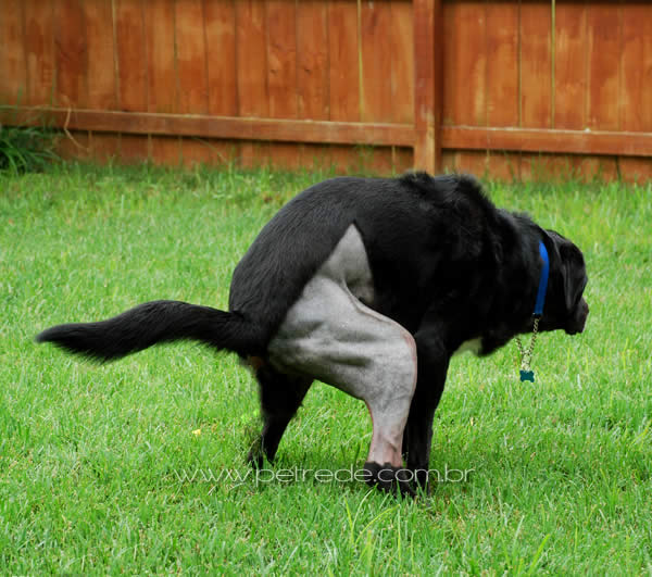 cachorro-labrador-fazendo-coco-fezes-petrede.jpg