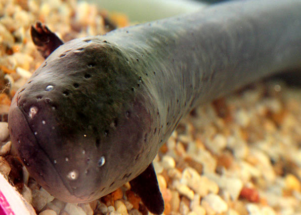peixe eletrico da amazonia petrede Por que peixe elétrico dá choque?