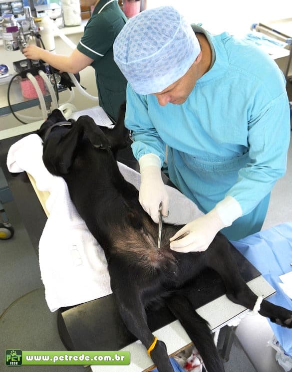 Castração prós, contras e mitos PetRede