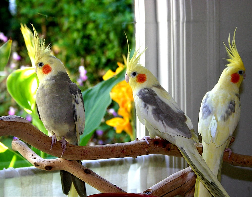 Qual o preço da Calopsita? PetRede Qual o preço da Calopsita? PetRede